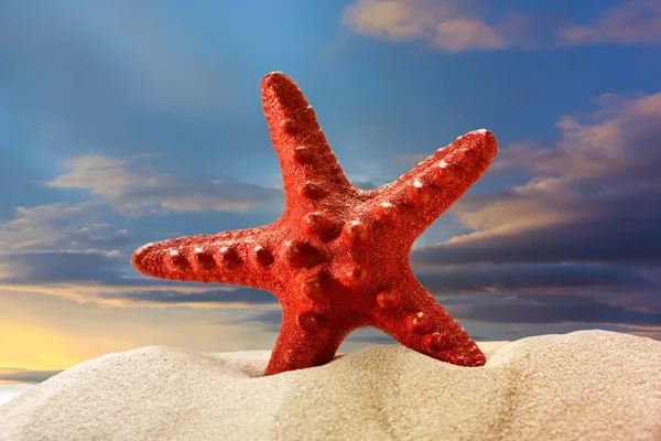 Sea star in sand at sunset — Stock Photo, Image