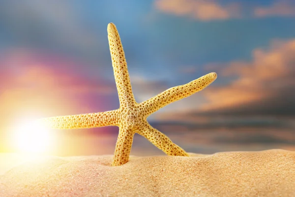 Sea star in sand at sunset — Stock Photo, Image