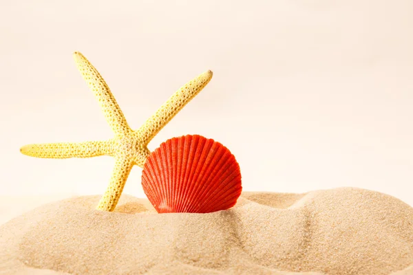 Sea shell and star in sand — Stock Photo, Image