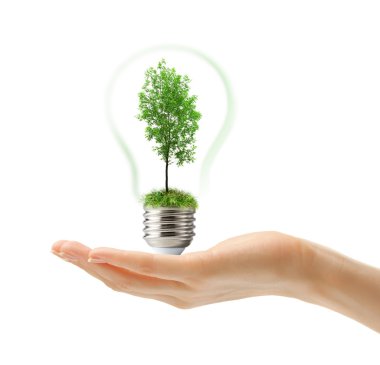 Lamba içinde yeşil dişbudak