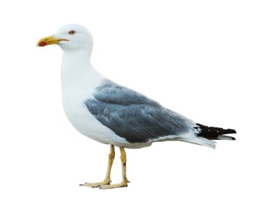 Sea gull profili 