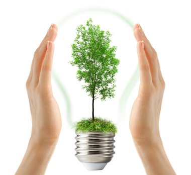 Lamba içinde yeşil dişbudak