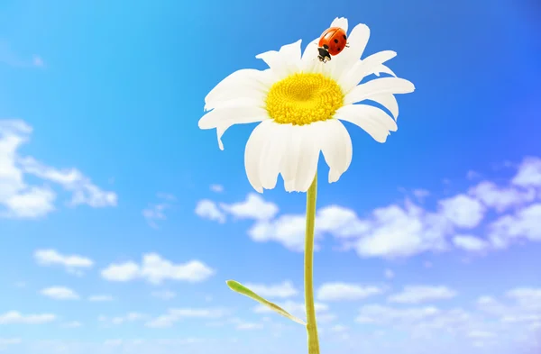 Beautiful Chamomile with Ladybug — Stock Photo, Image