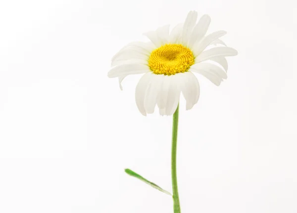 Schöne Kamillenblüte — Stockfoto