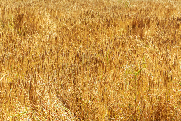 Field of golden wheat