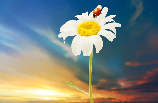 美丽洋甘菊，瓢虫 — 图库照片