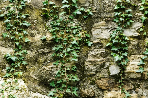 Mur en pierre grise avec plante — Photo