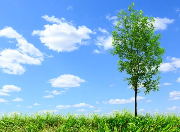 Groene ash tree op blauwe hemel — Stockfoto