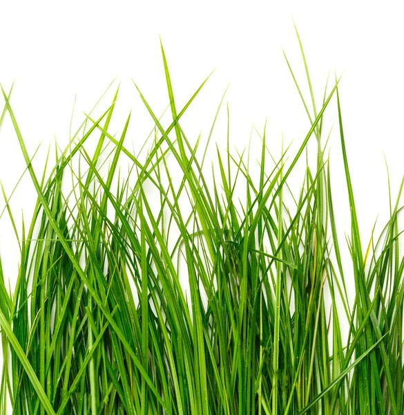 Fresh spring grass — Stock Photo, Image