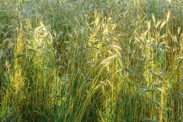 Campo de trigo dorado —  Fotos de Stock