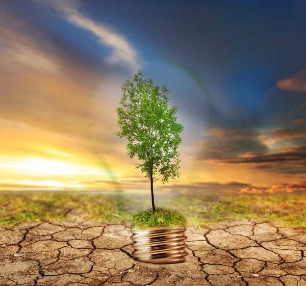 Árbol verde en lámpara —  Fotos de Stock