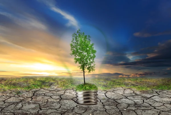 Árbol verde en lámpara —  Fotos de Stock