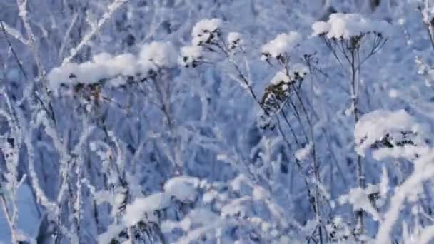 Iarbă uscată congelată pe terenul de iarnă — Videoclip de stoc