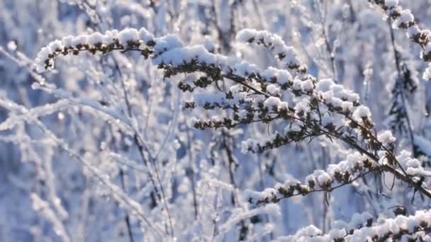 Erba secca congelata sul campo invernale — Video Stock