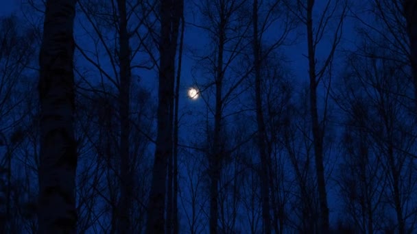 자작나무 숲 속의 보름달 — 비디오