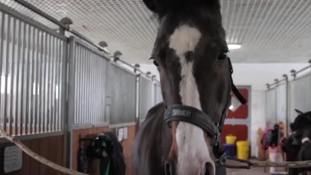 Девушка готовит лошадь для езды — стоковое видео