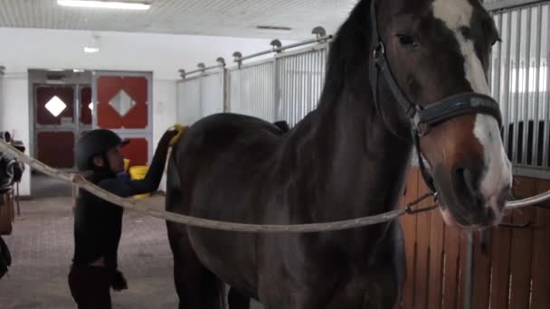 Menina preparando cavalo para montar — Vídeo de Stock