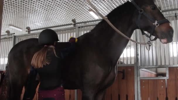 Chica preparando caballo para montar a caballo — Vídeos de Stock