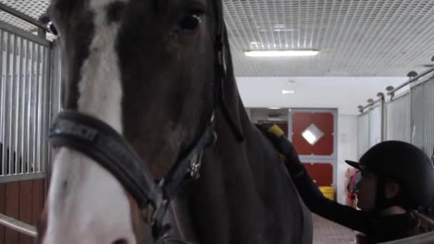 Menina preparando cavalo para montar — Vídeo de Stock