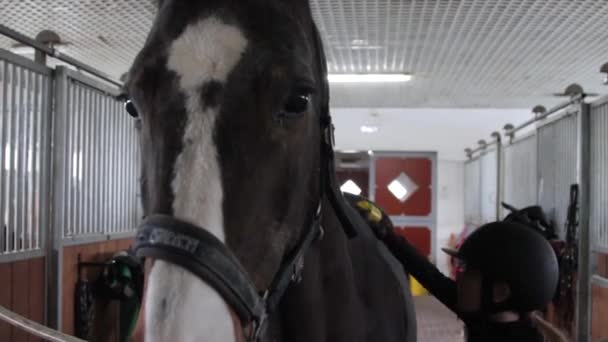 Menina preparando cavalo para montar — Vídeo de Stock