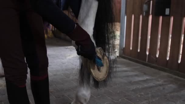 Девушка готовит лошадь для езды — стоковое видео