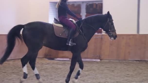 Mädchen reitet ihr Pferd auf Hippodrom — Stockvideo