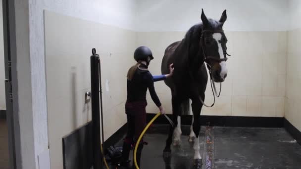Κορίτσι πλένει τα πόδια του αλόγου στο στάβλο — Αρχείο Βίντεο