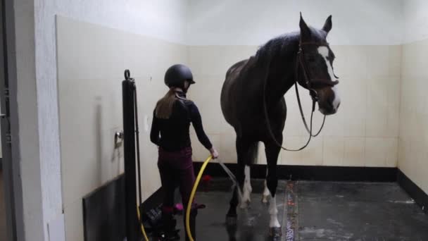 Menina lavando os pés do cavalo no estábulo — Vídeo de Stock