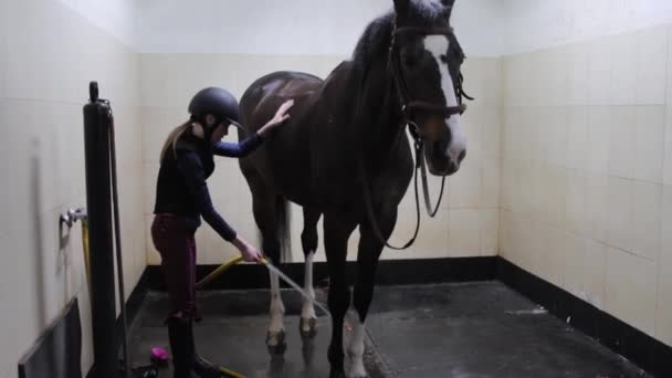 Menina lavando os pés do cavalo no estábulo — Vídeo de Stock
