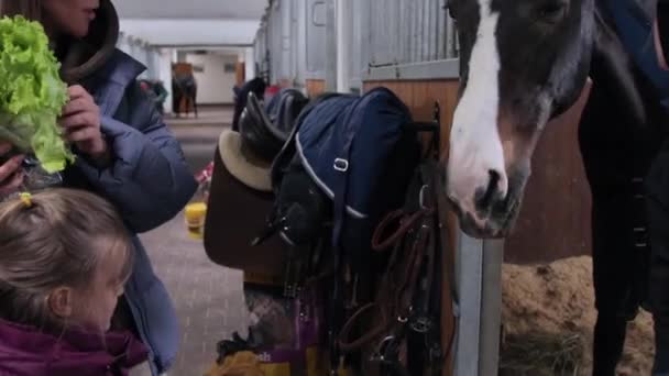 Rodzinny koń karmiący świeżą sałatą — Wideo stockowe