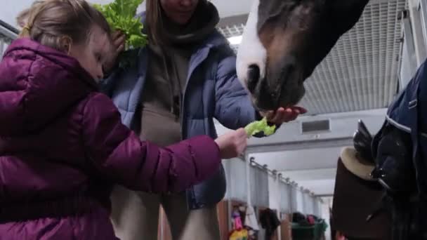 Rodzinny koń karmiący świeżą sałatą — Wideo stockowe