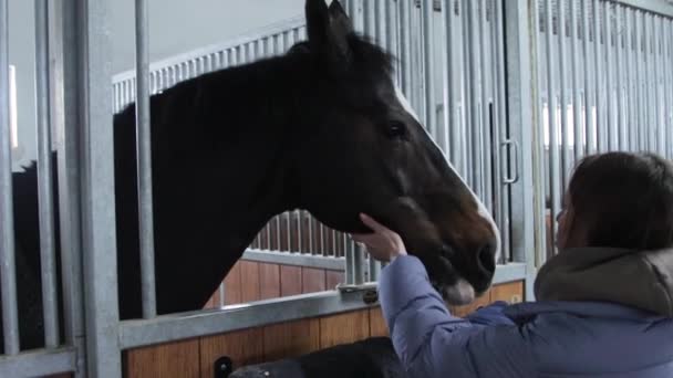 Kvinnan smeker hästen i stallet — Stockvideo