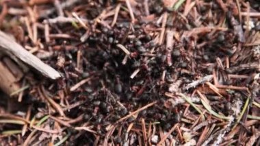 Orman karınca yuvası yakında.