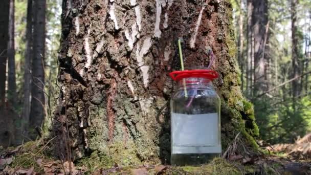 森の中で白樺の樹液を集め — ストック動画