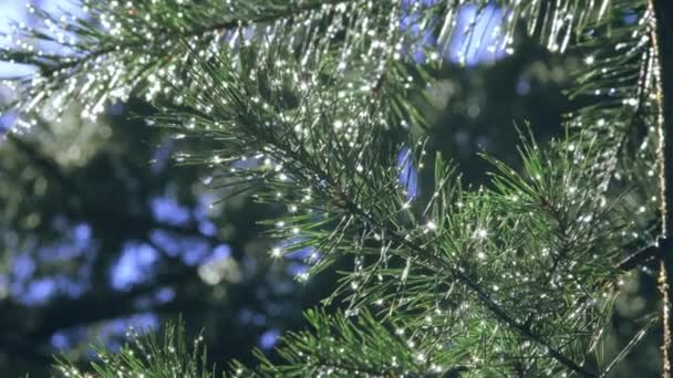 Wassertropfen im Sonnenlicht auf Zweigen nach Regen — Stockvideo