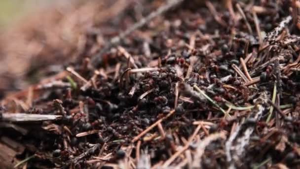 Δάση μυρμηγκοφωλιά σε κοντινό πλάνο — Αρχείο Βίντεο