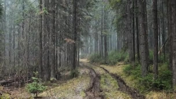 Första snön i skogen — Stockvideo