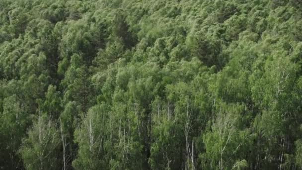 Birch forest in windy weather — Stock Video