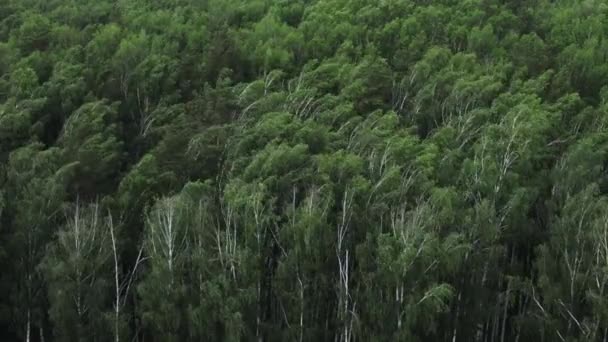 多风天气下的桦树林 — 图库视频影像