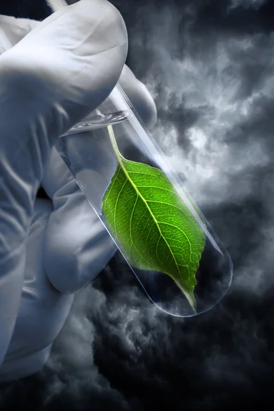 Reagenzglas mit Pflanze am Donnerhimmel — Stockfoto