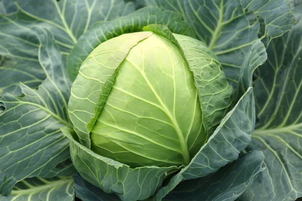 Green head of cabbage — Stock Photo, Image