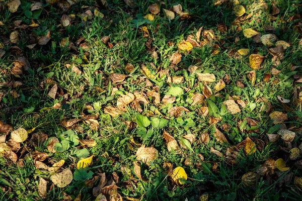 Folhagem de outono na grama verde — Fotografia de Stock