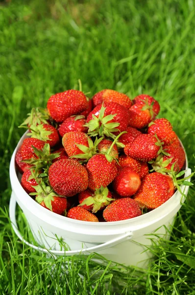 Ripe strawberry in bucket — Stock Photo, Image