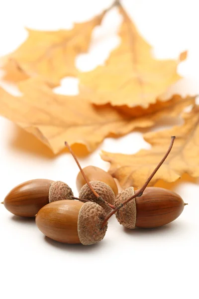 Fresh acorn with leaves — Stock Photo, Image