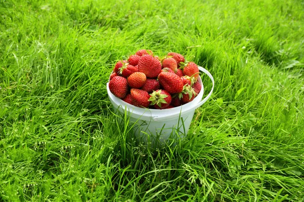 Zralé jahody v kbelíku — Stock fotografie