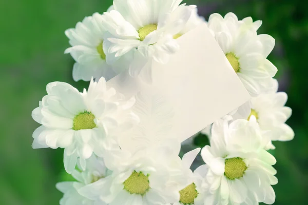 Crisantemo con tarjeta en blanco — Foto de Stock
