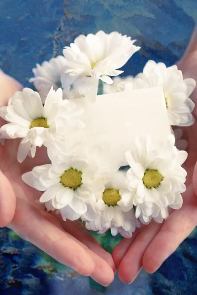 Crisantemo con tarjeta en blanco —  Fotos de Stock