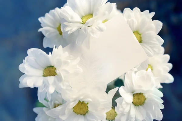Crisantemo con tarjeta en blanco — Foto de Stock