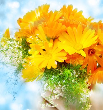 Calendula çiçek elinde