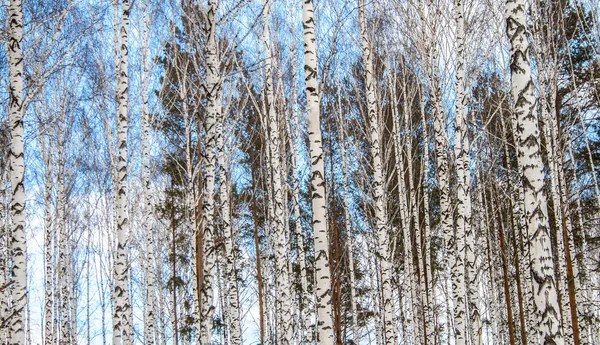 Huş ağacı ahşap kışın — Stok fotoğraf